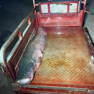 almus barajinda dev yayin baligi avlandi 188T5IcC