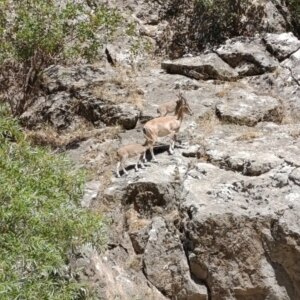 sirvanda dag kecileri goruntulendi ky9SLyO7