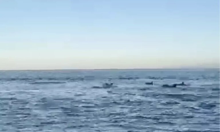 tekirdagda balikci teknesine eslik eden yunuslar Tt1EJVzj