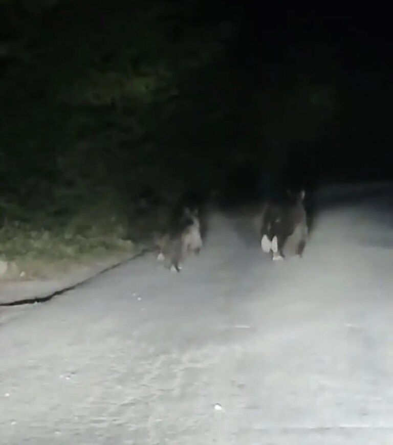 buyuk tehlike baya ve yavrusu yolda wYZuFSlr