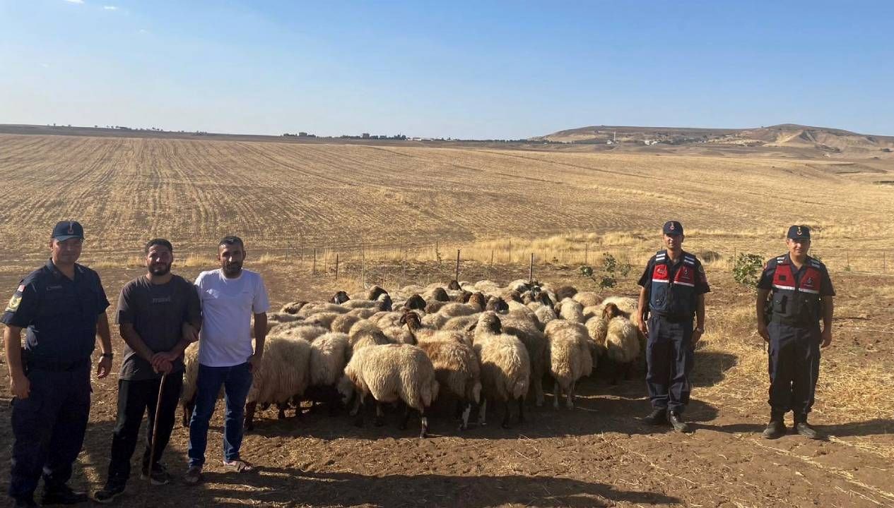 kaybolan kucukbas hayvanlar dron ile bulundu 2jOJcriV