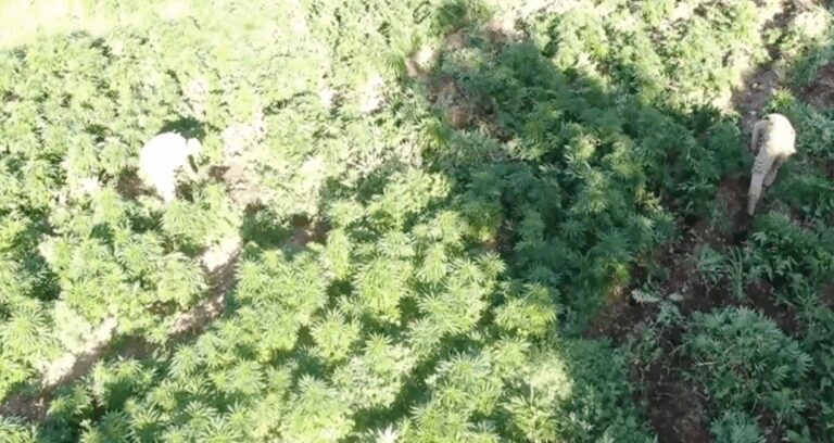 mugla aciklarindaki teknedeki 210 kilogram skunk yakalandi WRcVqJ6e