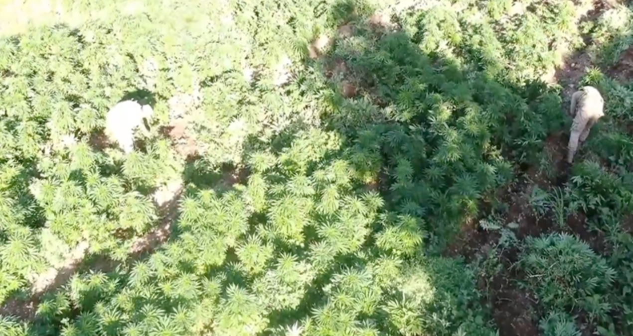 mugla aciklarindaki teknedeki 210 kilogram skunk yakalandi WRcVqJ6e