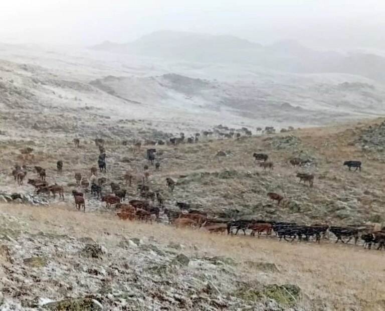 oltuda kar yagisi cobanlari zorladi uClh6hBF