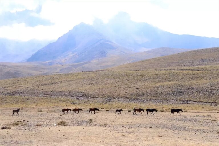 erciyeste yilki atlari ozgurce yasiyor Yh5DOPV4.jpg