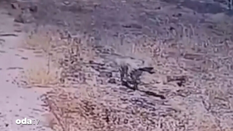 gunes enerjisi santralinde cizgili sirtlan surprizi d6RijpdN