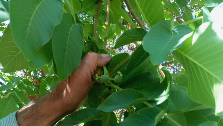 malatyada mevsim disinda meyve veren ceviz agaclari sasirtti 2Zi1Mu5H
