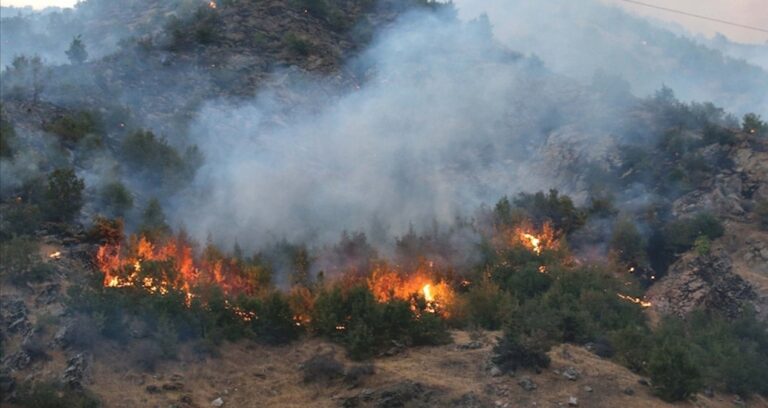 yangina direncli ormanlar geliyor 20 bin hektarda yardop projesi basliyor myHjW9Dj.jpg