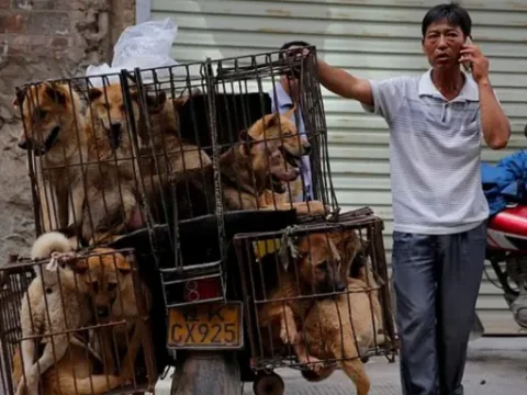 “Kesimhaneden Kaçan 7 Köpek: Askeri Disiplinle 16 Kilometreyi Aştılar!”