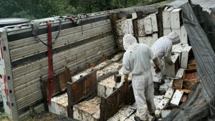 ABD’de kamyon devrildi: Milyonlarca arı bölgeyi esir aldı
